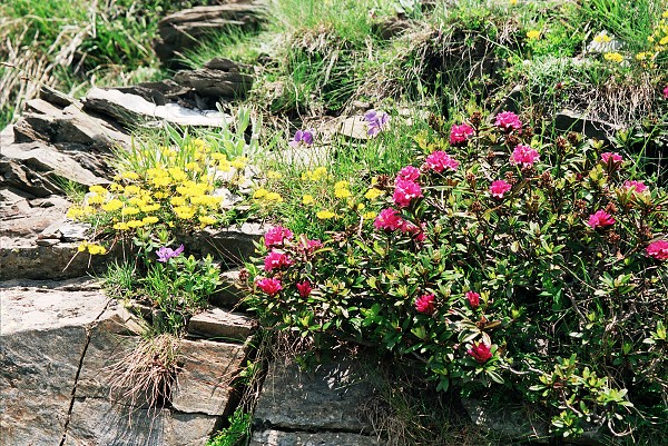 img00070.jpg